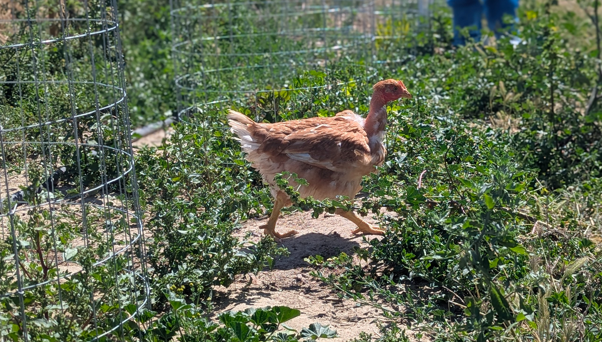 Pioneer chicken with strong legs
